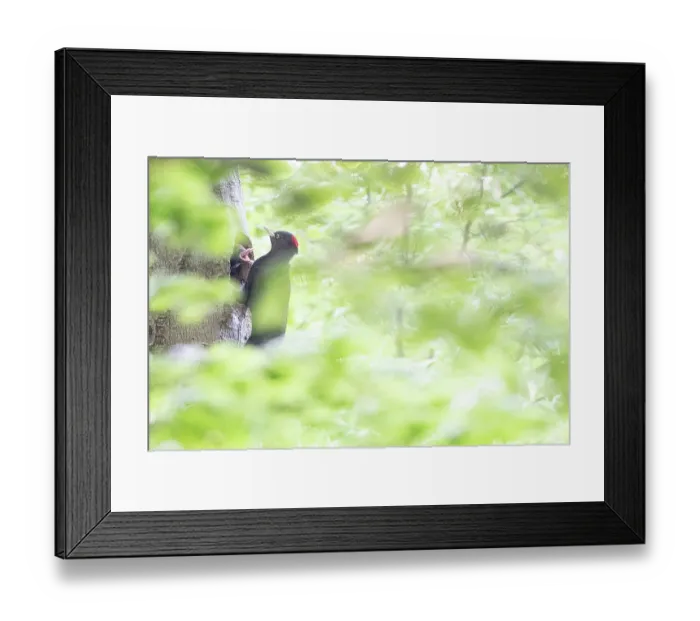 Framed Print : Black woodpecker (Dryocopus martius) female, returning to nest to feed her chicks, Mugello, Tuscan-Emilian Apennines, Tuscany, Italy. June Framed Print : Black woodpecker (Dryocopus martius) female, returning to nest to feed her chicks, Mugello, Tuscan-Emilian Apennines, Tuscany, Italy. June