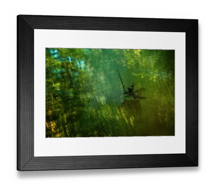 Framed Print : Rosalia longhorn beetle (Rosalia alpina) female, portrait, Tuscan-Emilian Apennines, Tuscany, Italy. July Framed Print : Rosalia longhorn beetle (Rosalia alpina) female, portrait, Tuscan-Emilian Apennines, Tuscany, Italy. July