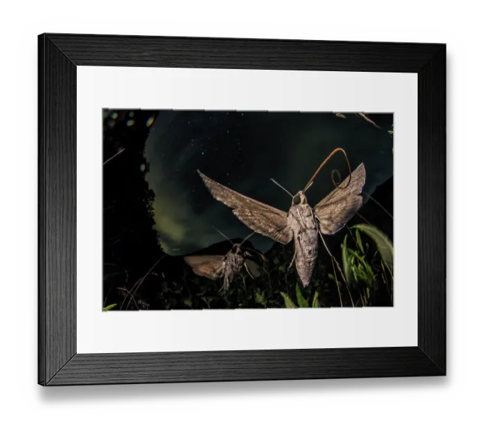 Framed Print : Sphinx bindweed moths (Agrius convolvuli) in flight at night, portrait, Apuan Alps, UNESCO Geopark, Tuscany, Italy. August Framed Print : Sphinx bindweed moths (Agrius convolvuli) in flight at night, portrait, Apuan Alps, UNESCO Geopark, Tuscany, Italy. August