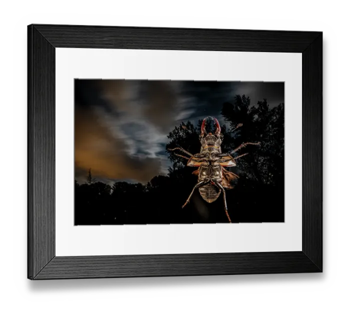Framed Print : Stag beetle (Lucanus cervus) male, in flight at night, Mugello, Tuscany, Italy. June Framed Print : Stag beetle (Lucanus cervus) male, in flight at night, Mugello, Tuscany, Italy. June