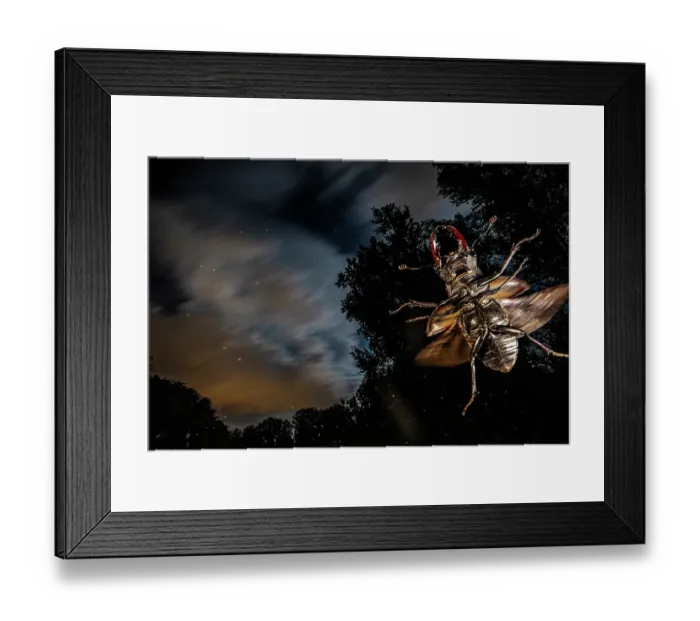 Framed Print : Stag beetle (Lucanus cervus) male, in flight at night, Mugello, Tuscany, Italy. June Framed Print : Stag beetle (Lucanus cervus) male, in flight at night, Mugello, Tuscany, Italy. June