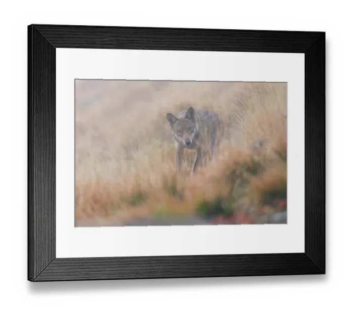 Framed Print : Apennine wolf (Canis lupus italicus) patrolling its territory near an alpine skyline, Alpi Apuane, Geopark UNESCO, Tuscany, Italy. November Framed Print : Apennine wolf (Canis lupus italicus) patrolling its territory near an alpine skyline, Alpi Apuane, Geopark UNESCO, Tuscany, Italy. November