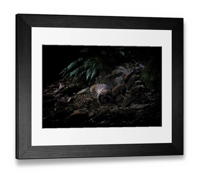 Framed Print : Red fox (Vulpes vulpes) attacking a Badger (Meles meles) over a dispute linked to territory and food reserves, Apuan Alps natural park, UNESCO Geopark, Tuscany, Italy. July