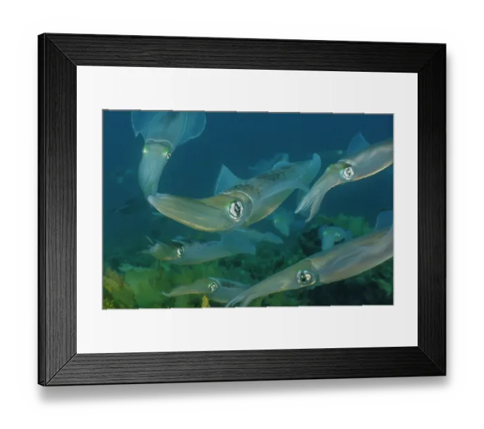 Framed Print : Group of Southern calamari squid (Sepioteuthis australis) arriving to lay eggs at Aldinga Reef, South Australia, Pacific Ocean Framed Print : Group of Southern calamari squid (Sepioteuthis australis) arriving to lay eggs at Aldinga Reef, South Australia, Pacific Ocean