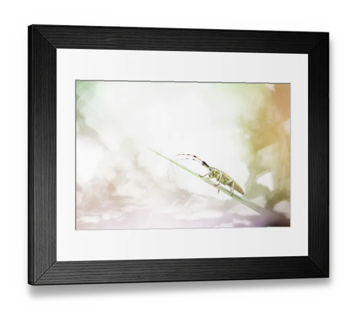 Framed Print : Golden-bloomed grey longhorn beetle (Agapanthia villosoviridescens) portrait, Mugello, Tuscany, Italy. June Framed Print : Golden-bloomed grey longhorn beetle (Agapanthia villosoviridescens) portrait, Mugello, Tuscany, Italy. June