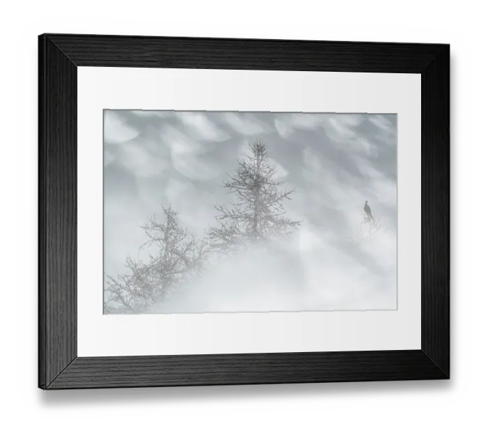 Framed Print : Black grouse (Lyrurus tetrix) male, perched in tree top during a heavy alpine snowstorm, Mont Avic natural park, Aosta Valley, Alps, Italy. December Framed Print : Black grouse (Lyrurus tetrix) male, perched in tree top during a heavy alpine snowstorm, Mont Avic natural park, Aosta Valley, Alps, Italy. December