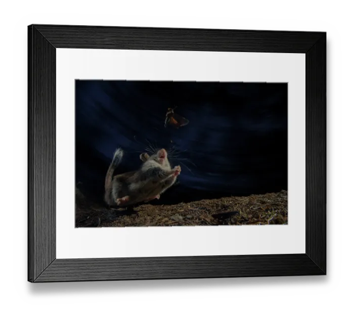 Framed Print : Garden dormouse (Eliomys quercinus) trying to catch a moth at night, Mont Avic natural park, Aosta valley, Italy. July Framed Print : Garden dormouse (Eliomys quercinus) trying to catch a moth at night, Mont Avic natural park, Aosta valley, Italy. July