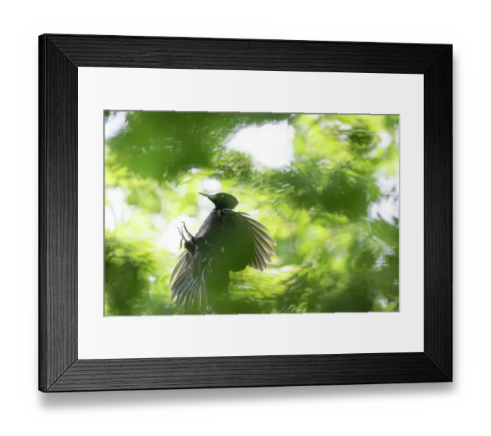 Framed Print : Black woodpecker (Dryocopus martius) female, landing among foliage, Mugello, Tuscan-Emilian Apennines, Tuscany, Italy. June Framed Print : Black woodpecker (Dryocopus martius) female, landing among foliage, Mugello, Tuscan-Emilian Apennines, Tuscany, Italy. June