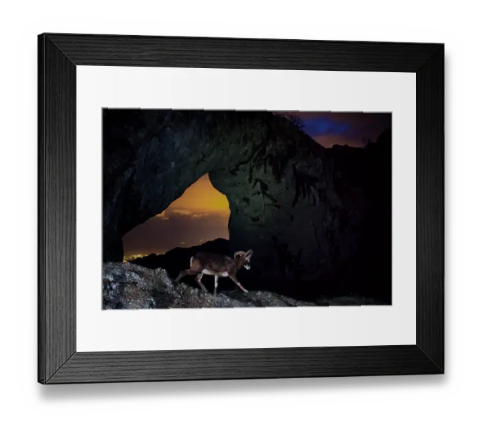 Framed Print : Mouflon (Ovis musimon) male walking over mountainside at dusk, Monte Forato, Apuan Alps, UNESCO Geopark, Tuscany, Italy. July Framed Print : Mouflon (Ovis musimon) male walking over mountainside at dusk, Monte Forato, Apuan Alps, UNESCO Geopark, Tuscany, Italy. July