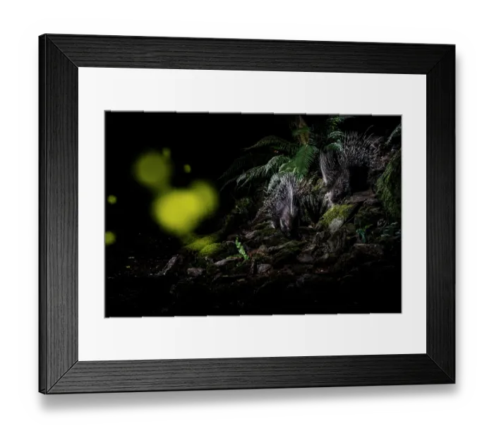 Framed Print : Two Porcupines (Hystrix cristata) walking along a path at night with Fireflies (Lampyridae) in flight, Apuan Alps, UNESCO geopark, Tuscany, Italy. June Framed Print : Two Porcupines (Hystrix cristata) walking along a path at night with Fireflies (Lampyridae) in flight, Apuan Alps, UNESCO geopark, Tuscany, Italy. June