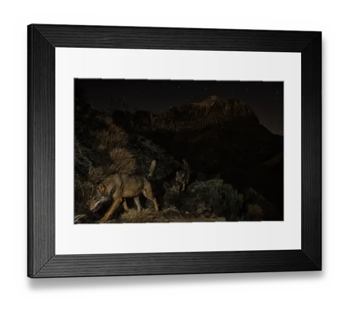 Framed Print : Apennine wolves (Canis lupus italicus) pack walking along a hunting path on the slopes of Monte Corchia at night, Apuan Alps, UNESCO Geopark, Tuscany, Italy. April Framed Print : Apennine wolves (Canis lupus italicus) pack walking along a hunting path on the slopes of Monte Corchia at night, Apuan Alps, UNESCO Geopark, Tuscany, Italy. April