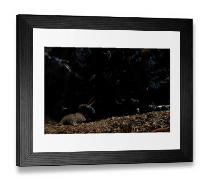Framed Print : Vole (Clethrionomys glareolus) foraging on the ground surrounded by flies (Diptera) intent on sucking fermented material from fallen and decomposed berries Framed Print : Vole (Clethrionomys glareolus) foraging on the ground surrounded by flies (Diptera) intent on sucking fermented material from fallen and decomposed berries