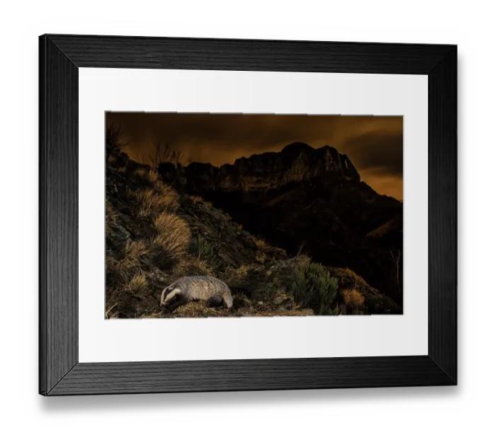 Framed Print : Badger (Meles meles) traversing the slopes of Monte Corchia at night, Apuan Alps, UNESCO Geopark, Tuscany, Italy. April Framed Print : Badger (Meles meles) traversing the slopes of Monte Corchia at night, Apuan Alps, UNESCO Geopark, Tuscany, Italy. April
