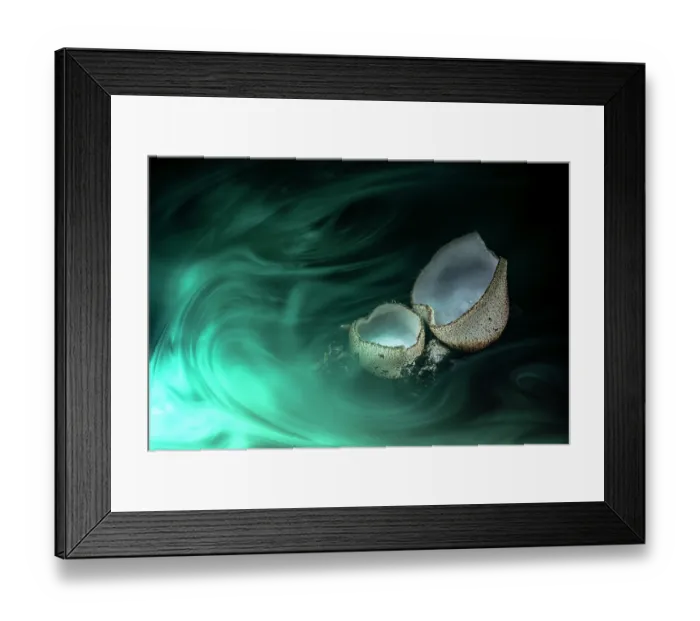 Framed Print : Cup fungus (Sarcosphaera coronaria) portrait, Mugello, Tuscany, Italy. November Framed Print : Cup fungus (Sarcosphaera coronaria) portrait, Mugello, Tuscany, Italy. November