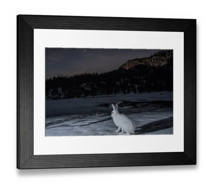 Framed Print : Mountain hare (Lepus timidus) sitting on snow in front of an alpine lake at night, Mont Avic natural park, Aosta valley, Alps, Italy. January Framed Print : Mountain hare (Lepus timidus) sitting on snow in front of an alpine lake at night, Mont Avic natural park, Aosta valley, Alps, Italy. January