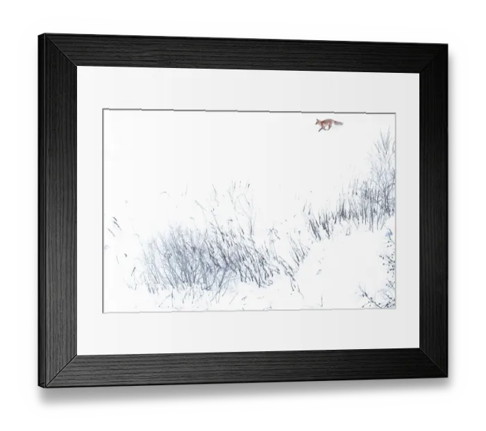 Framed Print : Red fox (Vulpes vulpes) running across snow-covered landscape, Mont Avic Park, Aosta Valley, Alps, Italy. February Framed Print : Red fox (Vulpes vulpes) running across snow-covered landscape, Mont Avic Park, Aosta Valley, Alps, Italy. February