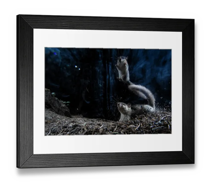 Framed Print : Two Fat dormice (Glis glis) squabbling over food, Mont Avic natural park, Aosta Valley, Alps, Italy. August Framed Print : Two Fat dormice (Glis glis) squabbling over food, Mont Avic natural park, Aosta Valley, Alps, Italy. August