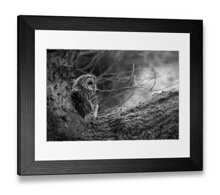 Framed Print : Tawny owl (Strix aluco) perched on a tree branch, Cheshire, England, UK. September Framed Print : Tawny owl (Strix aluco) perched on a tree branch, Cheshire, England, UK. September