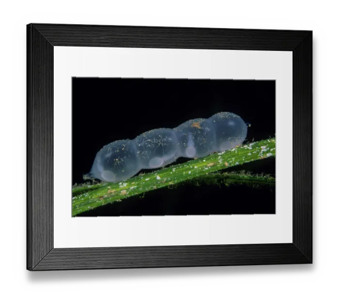 Framed Print : Bigfin reef squid (Sepioteuthis lessoniana) egg strand, in which the developing embryonic squid can be seen in each of the four compartments of the strand, Milne Bay Framed Print : Bigfin reef squid (Sepioteuthis lessoniana) egg strand, in which the developing embryonic squid can be seen in each of the four compartments of the strand, Milne Bay