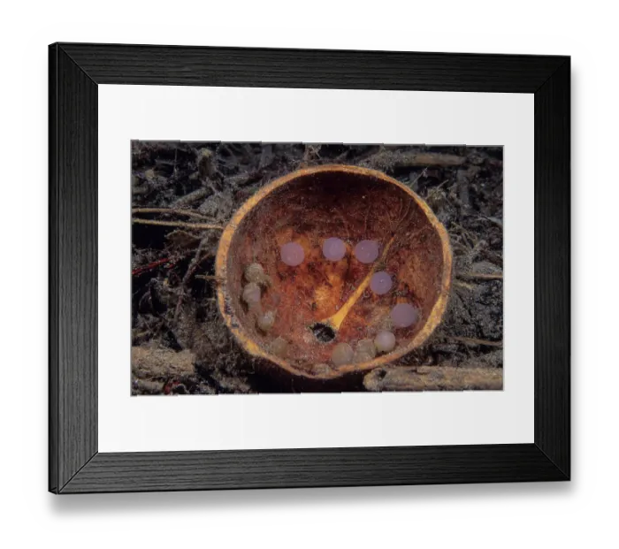 Framed Print : Flamboyant cuttlefish (Metasepia pfefferi) eggs, newly laid in half of a coconut shell only minutes before this picture was taken, Milne Bay, Papua New Guinea, Pacific Ocean Framed Print : Flamboyant cuttlefish (Metasepia pfefferi) eggs, newly laid in half of a coconut shell only minutes before this picture was taken, Milne Bay, Papua New Guinea, Pacific Ocean
