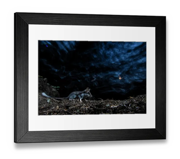 Framed Print : Garden dormouse (Eliomys quercinus) running through forest at night, Mont Avic natural park, Aosta valley, Italy. July Framed Print : Garden dormouse (Eliomys quercinus) running through forest at night, Mont Avic natural park, Aosta valley, Italy. July