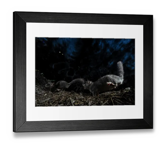 Framed Print : Two Fat dormice (Glis glis) competing for food, Mont Avic natural park, Aosta Valley, Alps, Italy. August Framed Print : Two Fat dormice (Glis glis) competing for food, Mont Avic natural park, Aosta Valley, Alps, Italy. August