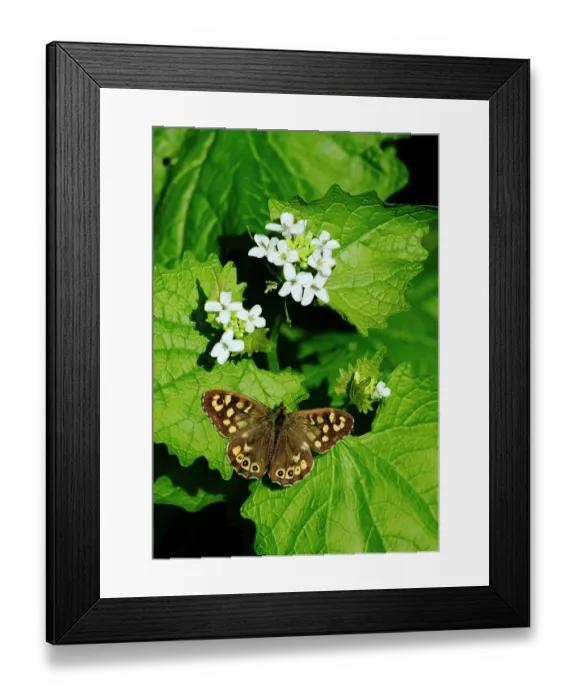 Framed Print : Speckled wood butterfly (Pararge aegeria) resting on Garlic mustard plant (Alliaria petiolata), London, England, UK. April Framed Print : Speckled wood butterfly (Pararge aegeria) resting on Garlic mustard plant (Alliaria petiolata), London, England, UK. April
