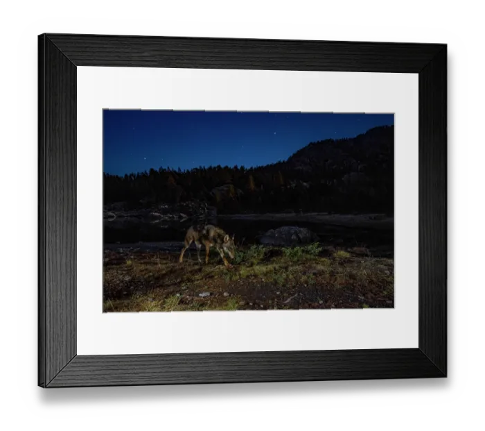 Framed Print : Apennine wolf (Canis lupus italicus) patrolling its territory near an alpine lake at night, Mont Avic Natural Park, Aosta Valley, Alps, Italy. October Framed Print : Apennine wolf (Canis lupus italicus) patrolling its territory near an alpine lake at night, Mont Avic Natural Park, Aosta Valley, Alps, Italy. October