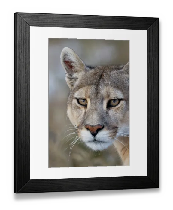 Framed Print : Puma (Puma concolor) female, head portrait, Patagonia, Chile Framed Print : Puma (Puma concolor) female, head portrait, Patagonia, Chile