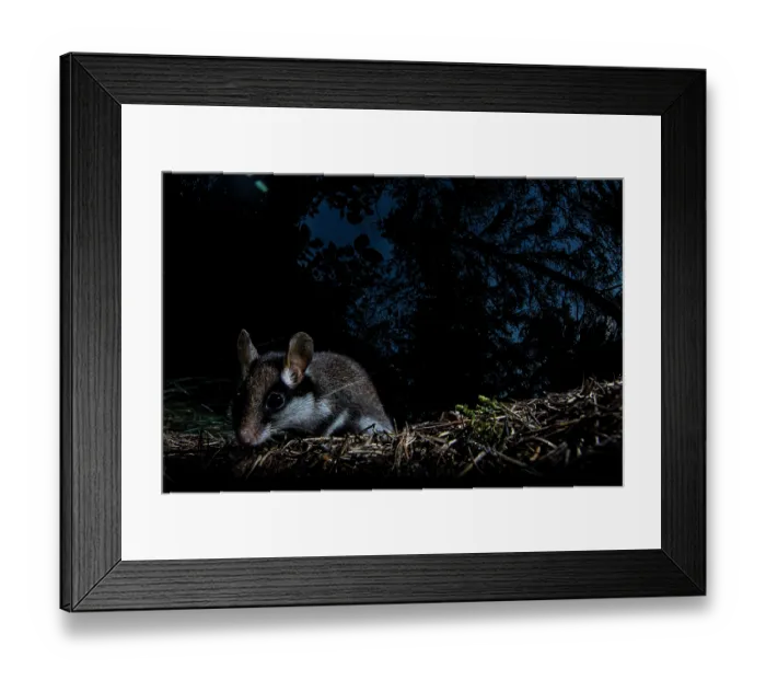 Framed Print : Garden dormouse (Eliomys quercinus) foraging in forest a night, Mont Avic natural park, Aosta valley, Italy. July Framed Print : Garden dormouse (Eliomys quercinus) foraging in forest a night, Mont Avic natural park, Aosta valley, Italy. July