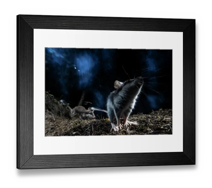 Framed Print : Garden dormouse (Eliomys quercinus) foraging in forest a night, Mont Avic natural park, Aosta valley, Italy. July Framed Print : Garden dormouse (Eliomys quercinus) foraging in forest a night, Mont Avic natural park, Aosta valley, Italy. July