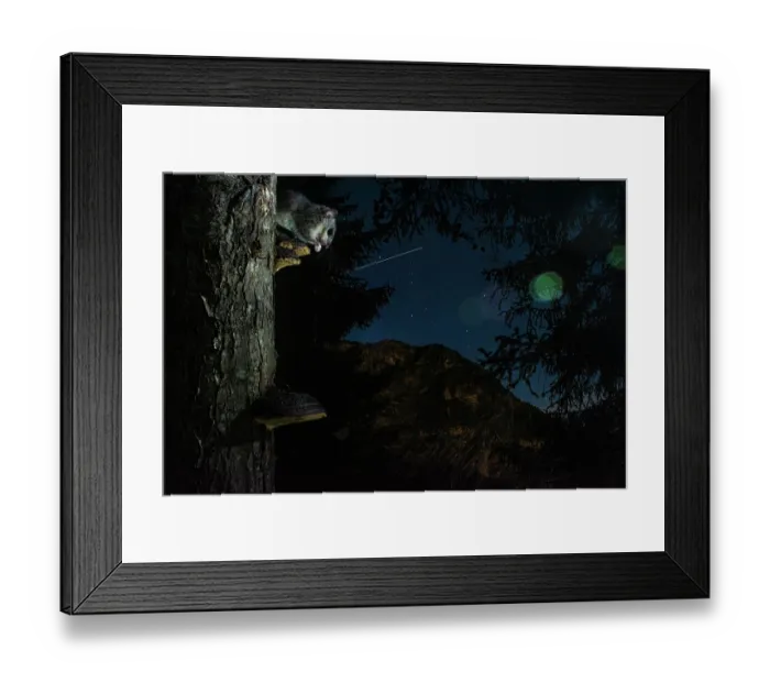 Framed Print : Fat dormouse (Glis glis) resting on fungus on tree trunk in forest at night, Mont Avic natural park, Aosta valley, Italy. July Framed Print : Fat dormouse (Glis glis) resting on fungus on tree trunk in forest at night, Mont Avic natural park, Aosta valley, Italy. July