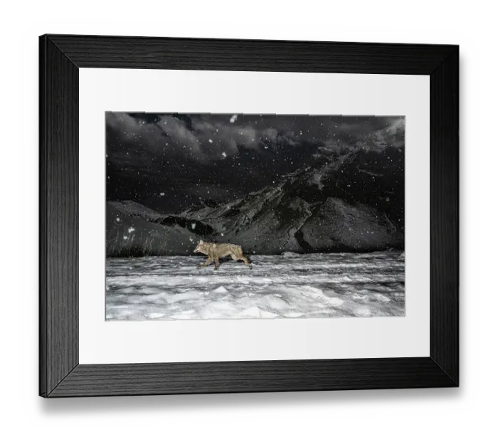 Framed Print : Apennine wolf (Canis lupus italicus) patrolling its territory in winter, Mont Avic Natural Park, Aosta Valley, Alps, Italy. December Framed Print : Apennine wolf (Canis lupus italicus) patrolling its territory in winter, Mont Avic Natural Park, Aosta Valley, Alps, Italy. December