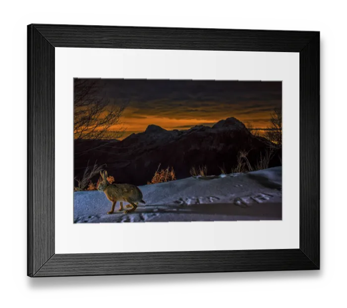 Framed Print : European hare (Lepus europaeus) walking over snow at night with mountains in background, Apuan Alps Park, UNESCO Geopark, Tuscany, Italy. January Framed Print : European hare (Lepus europaeus) walking over snow at night with mountains in background, Apuan Alps Park, UNESCO Geopark, Tuscany, Italy. January