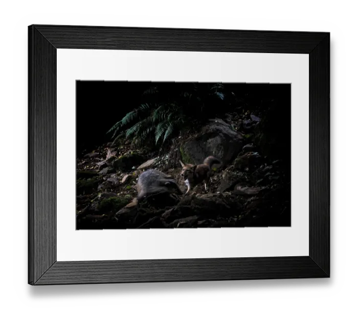 Framed Print : Red fox (Vulpes vulpes) attacking a Badger (Meles meles) over a dispute linked to territory and food reserves, Apuan Alps natural park, UNESCO Geopark, Tuscany, Italy. July Framed Print : Red fox (Vulpes vulpes) attacking a Badger (Meles meles) over a dispute linked to territory and food reserves, Apuan Alps natural park, UNESCO Geopark, Tuscany, Italy. July