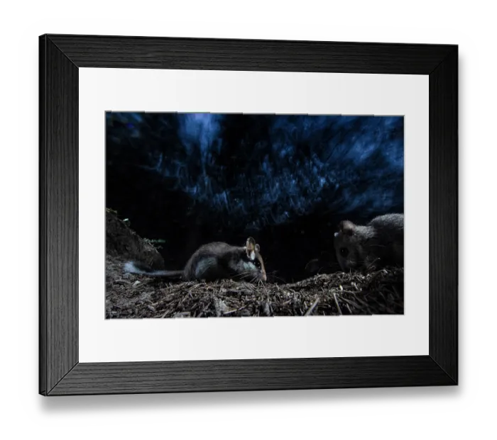 Framed Print : Garden dormouse (Eliomys quercinus) and Fat dormouse (Glis glis) foraging in forest at night, Mont Avic natural park, Aosta valley, Italy. July Framed Print : Garden dormouse (Eliomys quercinus) and Fat dormouse (Glis glis) foraging in forest at night, Mont Avic natural park, Aosta valley, Italy. July