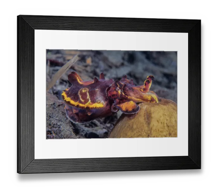 Framed Print : Flamboyant cuttlefish (Metasepia pfefferi) female, reaching into a half coconut shell to deposit eggs, Milne Bay, Papua New Guinea, Pacific Ocean Framed Print : Flamboyant cuttlefish (Metasepia pfefferi) female, reaching into a half coconut shell to deposit eggs, Milne Bay, Papua New Guinea, Pacific Ocean