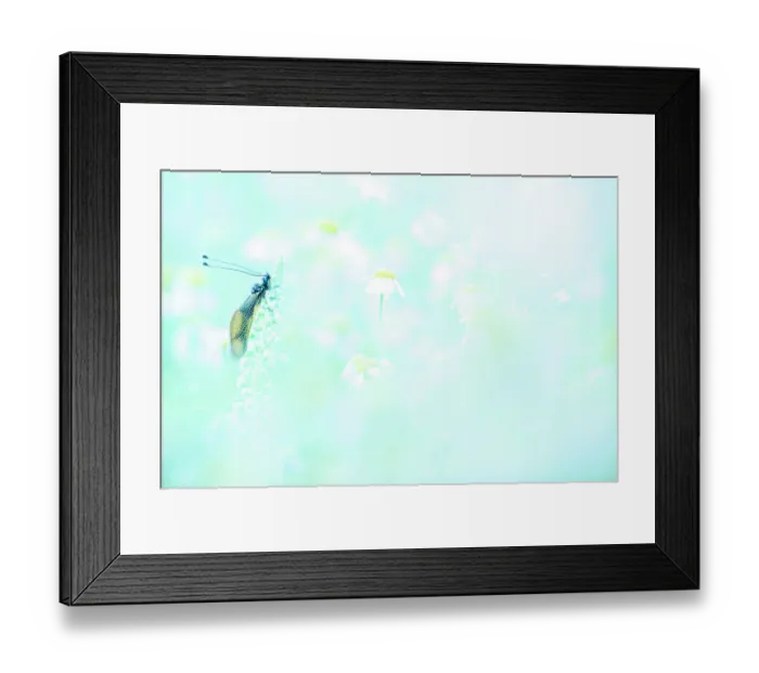 Framed Print : Owly sulphur (Libelloides coccajus) resting in a meadow of Ox-eye daisies (Leucanthemum vulgare), Mugello, Tuscany. April Framed Print : Owly sulphur (Libelloides coccajus) resting in a meadow of Ox-eye daisies (Leucanthemum vulgare), Mugello, Tuscany. April
