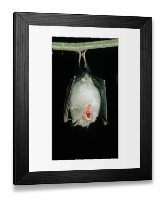Framed Print : Lesser horseshoe bat (Rhinolophus hipposideros) hanging from a branch at night with mouth open Framed Print : Lesser horseshoe bat (Rhinolophus hipposideros) hanging from a branch at night with mouth open