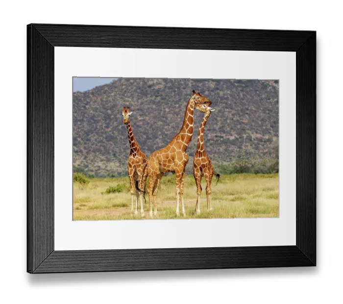 Framed Print : Three Reticulated giraffes (Giraffa reticulata) interacting, Samburu game reserve, Kenya. Endangered Framed Print : Three Reticulated giraffes (Giraffa reticulata) interacting, Samburu game reserve, Kenya. Endangered