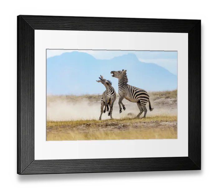 Framed Print : Two Grant's zebra (Equus quagga boehmi) males fighting. Amboseli National Park, Kenya