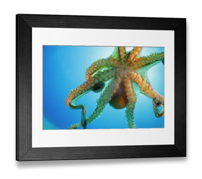 Framed Print : Day octopus (Octopus cyanea) portrait, ventral view, Hawaii, Pacific Ocean Framed Print : Day octopus (Octopus cyanea) portrait, ventral view, Hawaii, Pacific Ocean