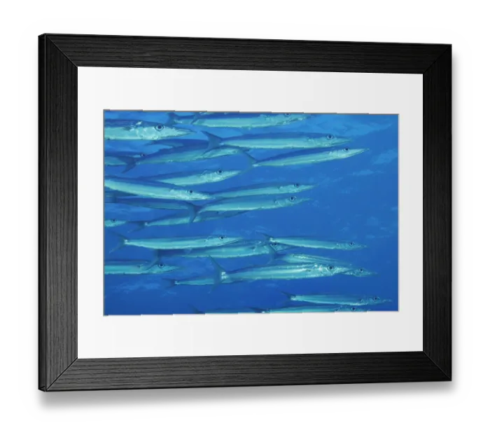 Framed Print : Heller's barracuda (Sphyraena helleri) shoal, Hawaii, Pacific Ocean Framed Print : Heller's barracuda (Sphyraena helleri) shoal, Hawaii, Pacific Ocean