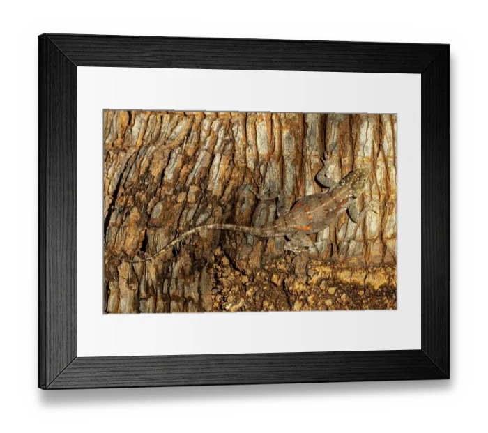 Framed Print : Ground agama (agama aculeata) camouflaged on trunk of Palm tree, Tsavo East National Park, Kenya
