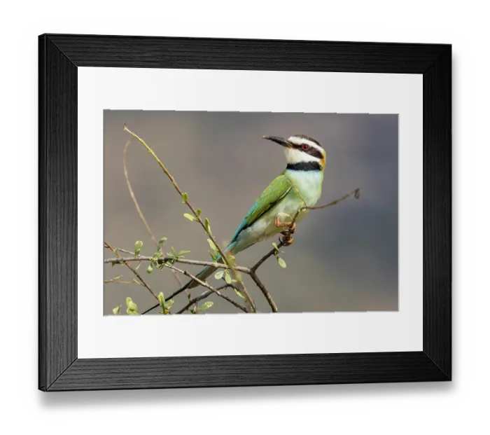 Framed Print : White-throated bee-eater (Merops albicollis) perched on branch, Samburu game reserve, Kenya Framed Print : White-throated bee-eater (Merops albicollis) perched on branch, Samburu game reserve, Kenya