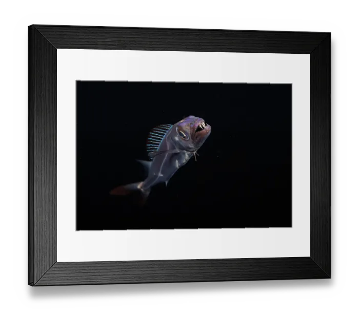 Framed Print : Streaked Spanish mackerel (Promethichthys prometheus) at night, portrait, one mile off the island of Yap, Federated States of Micronesia, Pacific Ocean Framed Print : Streaked Spanish mackerel (Promethichthys prometheus) at night, portrait, one mile off the island of Yap, Federated States of Micronesia, Pacific Ocean