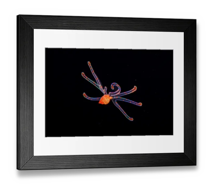 Framed Print : Tonnoid snail (Tonnoidea) veliger larva stage, a second stage larva, in open ocean at night, one mile off the island of Yap, Federated States of Micronesia, Pacific Ocean Framed Print : Tonnoid snail (Tonnoidea) veliger larva stage, a second stage larva, in open ocean at night, one mile off the island of Yap, Federated States of Micronesia, Pacific Ocean