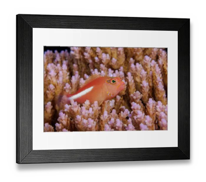 Framed Print : Arc-eye hawkfish (Paracirrhites arcatus) portrait, Yap, Federated States of Micronesia, Pacific Ocean Framed Print : Arc-eye hawkfish (Paracirrhites arcatus) portrait, Yap, Federated States of Micronesia, Pacific Ocean