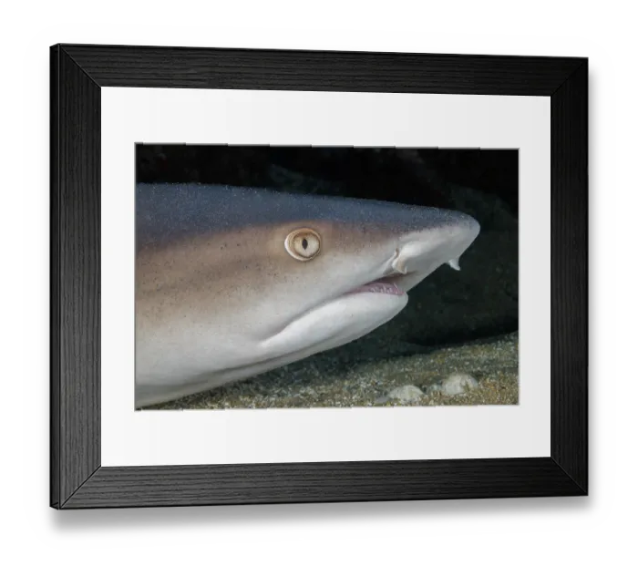 Framed Print : Whitetip reef shark (Triaenodon obesus) resting on seabed, Hawaii, Pacific Ocean Framed Print : Whitetip reef shark (Triaenodon obesus) resting on seabed, Hawaii, Pacific Ocean