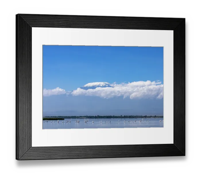 Framed Print : Lesser flamingos (Phoeniconaias minor) flock wading in shallow water with Mount Kilimanjaro in background, Amboseli National Park, Kenya Framed Print : Lesser flamingos (Phoeniconaias minor) flock wading in shallow water with Mount Kilimanjaro in background, Amboseli National Park, Kenya